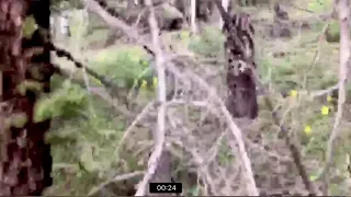 Green human like Cryptid, caught on video in the woods