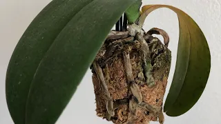 My Orchid Is Dying..... Phalaenopsis Orchid Rescue Repotting