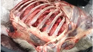Deer Hunting Shot Placement: See a Whitetail Deer's Heart, Lungs and Liver