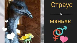 Страус маньяк /домашние обезьяны в ШОКе от его любви