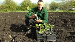 ВЫСАЖИВАЕМ ВЕГЕТИРУЮЩИЕ САЖЕНЦЫ ВИНОГРАДА УКОРЕНЕННЫЕ В МАРТЕ