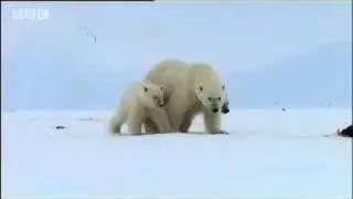 Polar bears search for food - David Attenborough  - BBC wildlife