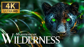 Majestic Escape Wilderness 4K 🦁 Discovery Fantastic Animals of World Movie with Smooth Relax Music