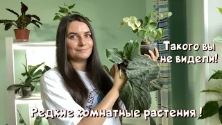 Такого вы не видели! Редкие комнатные растения!