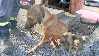 She begged for the puppies to be free and then breathed her last