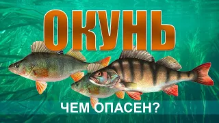 ОКУНЬ. Все что нужно знать о рыбе окунь. Как и где ловить