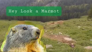 Hey... Look ...The Marmots 😁