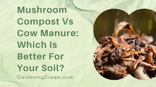 Mushroom Compost Vs Cow Manure Which Is Better For Your Soil