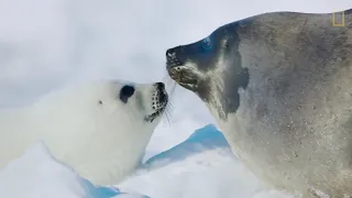Песня про тюленьчиков (song about cute seals)