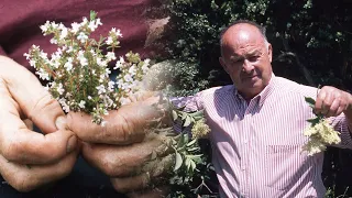 Plantas medicinales y sanadoras en el Pirineo. Medicina popular | Oficios Perdidos | Documental