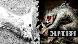 Chupacabra History & Lore Explained