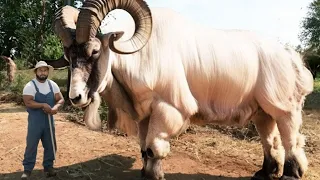 CABRAS TÃO RARAS E BIZARRAS QUE SÓ NASCEM A CADA MIL ANOS NO PLANETA E IMPRESSIONARAM CIENTISTAS