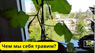 Какую отраву мы употребляем ежедневно/Воскресный обед/Неожиданный презент