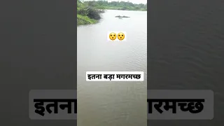 बड़ा मगरमच्छ है //crocodile big size