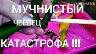Мучнистый червец на орхидее - КАТАСТРОФА!!!