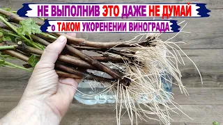 🍇 Как ПРАВИЛЬНО подготовить ЧЕРЕНКИ ВИНОГРАДА для 100% УКОРЕНЕНИЯ. Все 12 приемов в одном ролике.