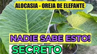 REVELO Su SECRETO..💥Planta Oreja De Elefante 🐘 | Cuidados ALOCASIA o MARQUESA