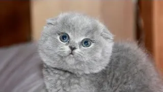 Семья купила через интернет котёнка за 500 рублей и привезла домой. Котик оказался с сюрпризом