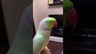 Говорящий ожереловый попугай Ричи крылышки крылышки