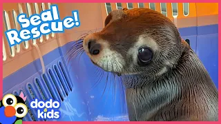 Will This Sea Lion Be Brave Enough To Swim Back To The Wild? | Rescued! | Dodo Kids