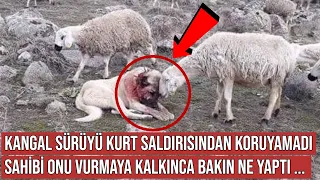 Kangal Köpeği Koyun Sürüsünü Kurttan Koruyamadı, Sonra Bakın Ne Oldu