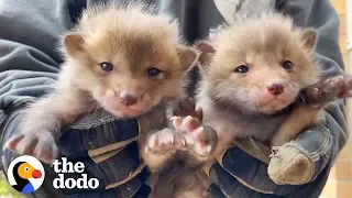 7 Baby Foxes Reunite With Mom After Being Pulled from Under a Deck | The Dodo