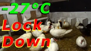 Crazy -27°C Wind Chill All Day Ducks In Lockdown #36 Wintering Ducks & Geese