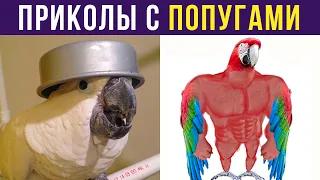 ПРИКОЛЫ С ПОПУГАЯМИ | Мемозг #308