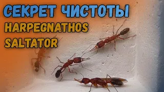 Harpegnathos Saltator и их СЕКРЕТЫ! Муравьи из ИНДИИ!