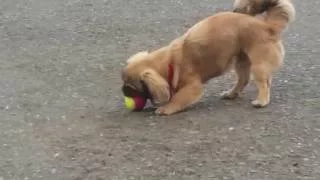 Como hacer que tu perro traiga la pelota