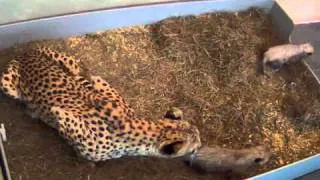 Cheetah Cub Explores Beyond Its Nest Box