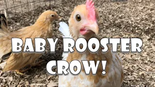 Baby Rooster's First Crow!