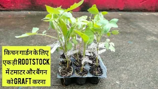 Grafting Tomato and Brinjal in Same Rootstock || Hybrid Bromato