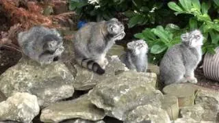 WHF Pallas Cat Kittens 2010 - chillin' at 3 months old