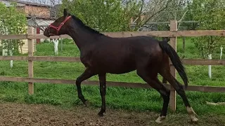 Фильм про то как рос Лахьиб! Каким был и каким стал.