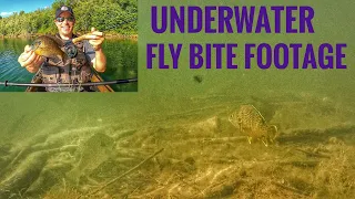 UNDERWATER CAMERA FOOTAGE of FLY FISHING STRIKES | Kayak Fishing for Spawning Bluegills on Beds