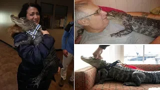 Emotional Support Alligator Visits Senior Home And Likes To Be Pet