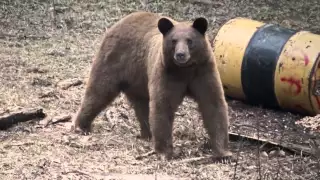 Raised Hunting (Season 1 Episode 6 "Balance") Huge Canadian Black Bear