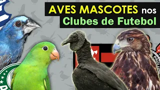 Aves MASCOTES dos times Brasileiros | Aves símbolos: Corinthians, Palmeiras, Flamengo e Santos
