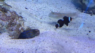 Fishes Spit Sand Fighting Each Other