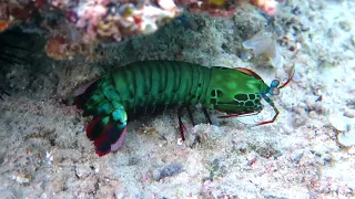 23 06 Mantis shrimps, Bali