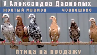 В гостях у Александра Дарнопых. Голуби на продажу. Желтый мрамор, черные шейки.