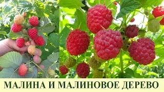 МАЛИНА, ВСЕ СЕКРЕТЫ, УХОД, ПОДКОРМКА, МАЛИНОВОЕ ДЕРЕВО