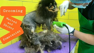 Shaving Matted and Skinny "Pomeranian"