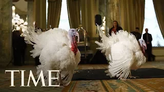Turkey Pardon: President Trump Pardons National Thanksgiving Turkey In Annual Ritual | LIVE | TIME
