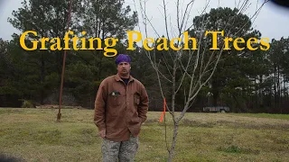 Grafting Peach trees