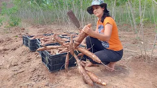 Como fazer o melhor QUEIJO DE MANDIOCA- mais dicas de cultivo do Lauriano