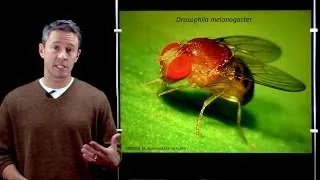 Online Developmental Biology: Introduction to Drosophila