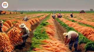 The Most Modern Agriculture Machines That Are At Another Level,How To Harvest Sweet Potato In Farm ▶