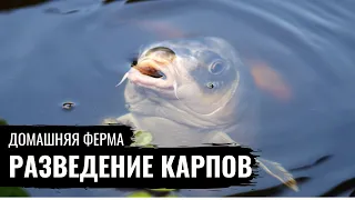 Домашняя ферма. Карпы